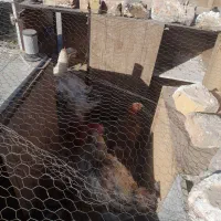 خروس برهما سالم|حیوانات مزرعه|پلنگ آباد, |دیوار