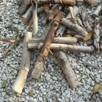 سمپاشی و خدمات باغبانی