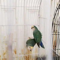 طوطی ملنگو ، برزیلی ، عروس و مرغ عشق|پرنده|ابهر, |دیوار