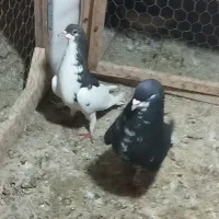 کفتر کبوتر شهری