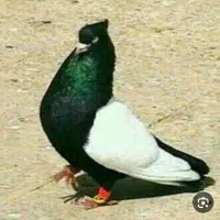 سینه سیاه گم کردم