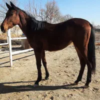 کره مادیون دوسر خارجی