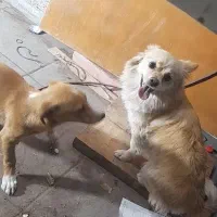 دو عدد سگ گم شده