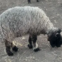 میش .بره .|حیوانات مزرعه|اردل, |دیوار