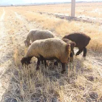 فروش نقدی|حیوانات مزرعه|رستم, |دیوار