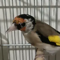 جوجه سال عطیقه|پرنده|شیراز, تندگویان|دیوار