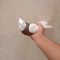 کفتر طوقی سرخ