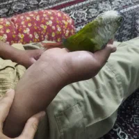 فروش طوطی گرینچیک|پرنده|میانه, |دیوار