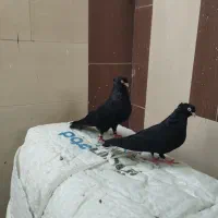 زاغ صرب آبادانی