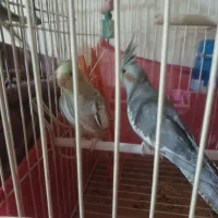 جوجه عروس هلندی زیبا|پرنده|محمدشهر, جعفرآباد|دیوار