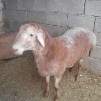 بره قوچ چینی|حیوانات مزرعه|قنوات, |دیوار