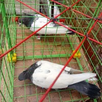 تقریبا ۱۴ عدد کبوتر رنگی و پرشی