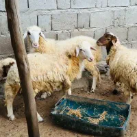 فروش چند عدد نری وقوچ شهری و چاق|حیوانات مزرعه|قشم, |دیوار