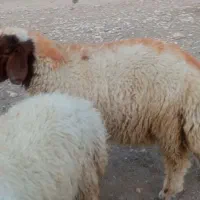 ۲عددبره پروار نازار