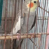 عروس هلندی خاکستری