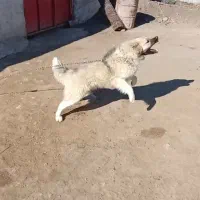 سگ یک ساله هم نگهبانی هم برا گوسفند عالی هستش