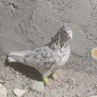 کفتر دم سفید