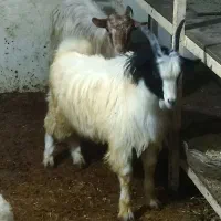 بره بز نر و ماده