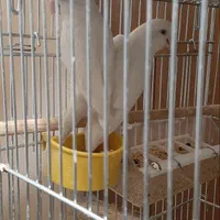 طوطی  برزیلی کتوله مولد