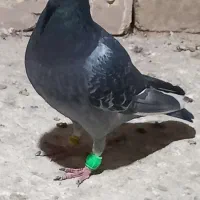 ۲عدد کبوتر|پرنده|قزوین, |دیوار