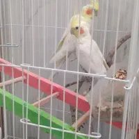 سوسنگرد|پرنده|سوسنگرد, |دیوار