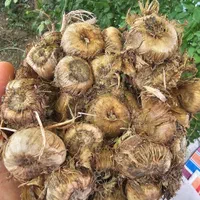 خرید زمین زعفران مشهد|خدمات باغبانی و درختکاری|مشهد, توس فردوسی|دیوار