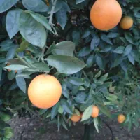 تامسون درجه یک فله|خوردنی و آشامیدنی|عباس‌آباد, |دیوار