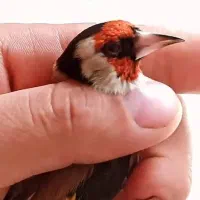 سهره گلبسر قناری