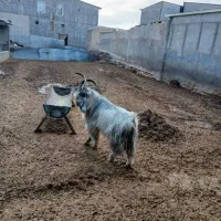 یک نر بز شیرازی جوان