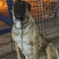 ماده سگ افغان اصیل قیمت 7میلیون تومان