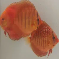 ماهی دیسکس آکواریوم|ماهی|فردیس, قریشی|دیوار