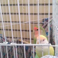 طوطی برزیلی|پرنده|اندیشه, اندیشه فاز ۱|دیوار