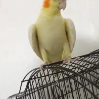 یک جفت عروس هلند سالم نر ماده با همراه قفس