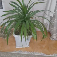 گل پاندانوس