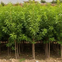نهال بادام ممتاز با تخفیف شگفت‌انگیز