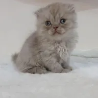 اسکاتیش لانگ هیر لیلاک نر چشم زمردی