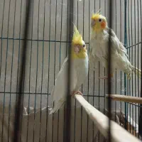 عروس هلندی و فنچ