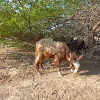 کهره نر|حیوانات مزرعه|خورموج, |دیوار