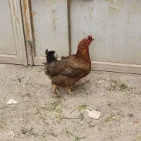 ۳ عدد مرغ محلی تخمگذار