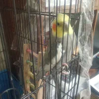 عروس هلندی|پرنده|یزد, |دیوار