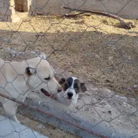 توله نر خراسانی|سگ|آشخانه, |دیوار