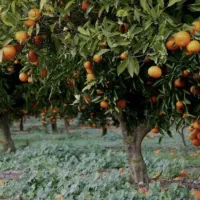 ۴۲۰متر زمین شیرود در روستای لشتو|فروش زمین و ملک کلنگی|شیرود, |دیوار