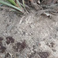 پاجوش برحی|گل و گیاه طبیعی|بندر ماهشهر, |دیوار