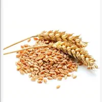 گندم خریدارم