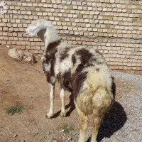 بره ماده پلنگی