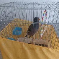 پرنده مرغ مینا