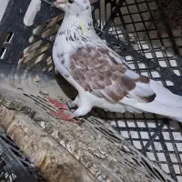 کبوترهای زیبا هم زمینی هم هوایی|پرنده|سرخنکلاته, |دیوار