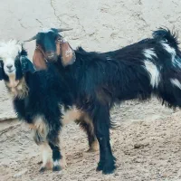 دوتا.کهره مری  نر چاق