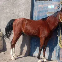 نریون|اسب و تجهیزات اسب‌سواری|بم, |دیوار