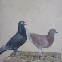 جفتی پلاکی|پرنده|شیراز, حجت آباد|دیوار